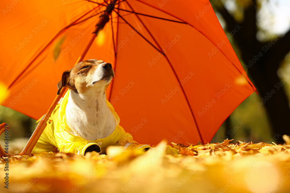 有趣的杰克·拉塞尔梗穿着雨衣，靠近户外落叶上的雨伞