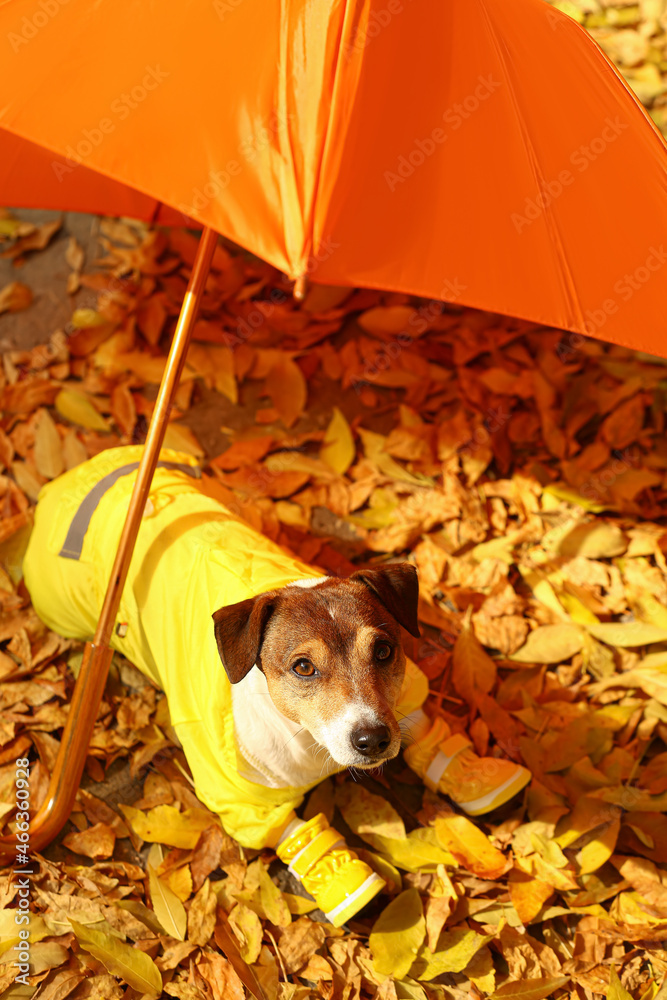 Funny Jack Russel terrier in raincoat near umbrella on fallen leaves outdoors