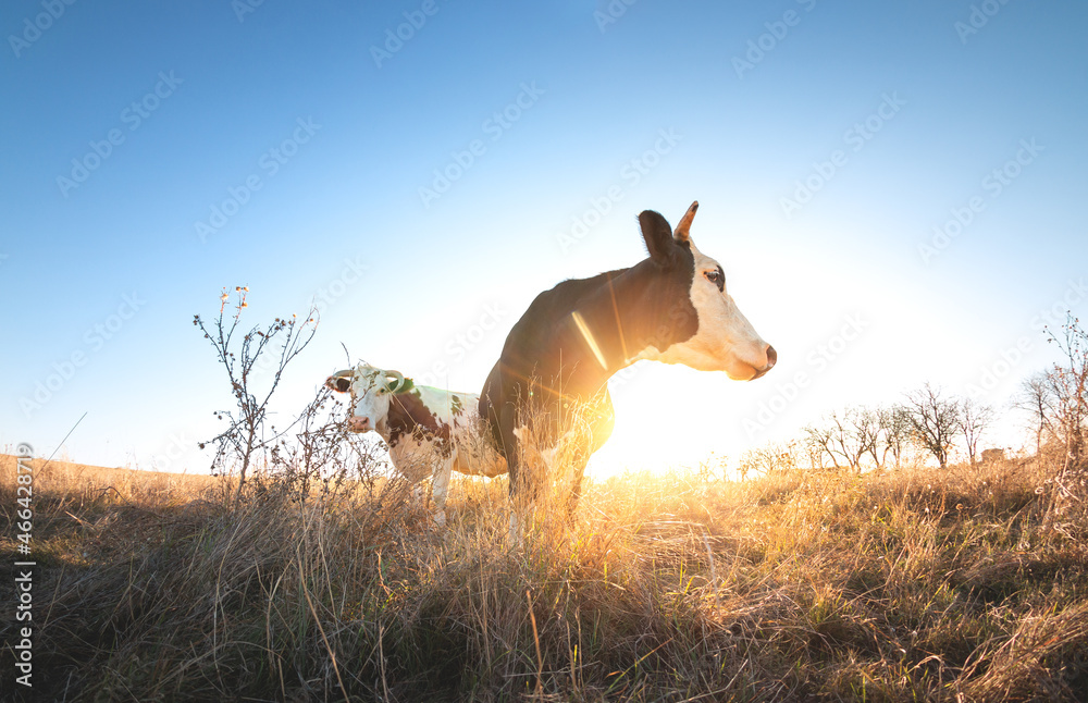 Happy single cow in the meadow during summer sunset. Grazing cows on agricultural land. Cattle eat d