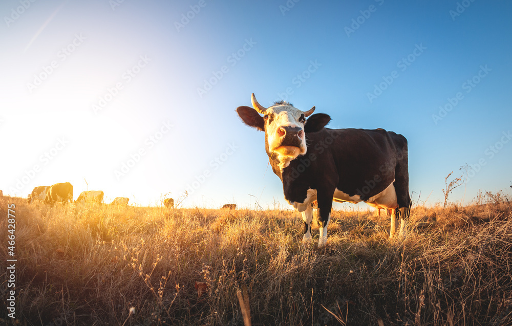 Happy single cow in the meadow during summer sunset. Grazing cows on agricultural land. Cattle eat d