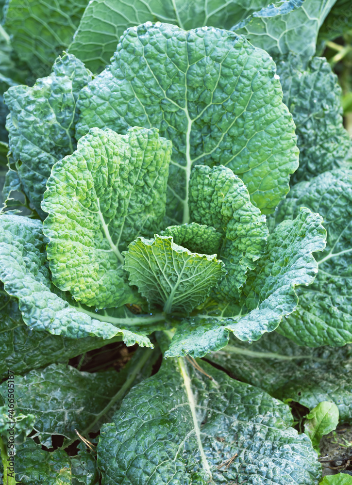 Fresh ripe head of savoy cabbage (Brassica oleracea sabauda) with lots of leaves growing in homemade