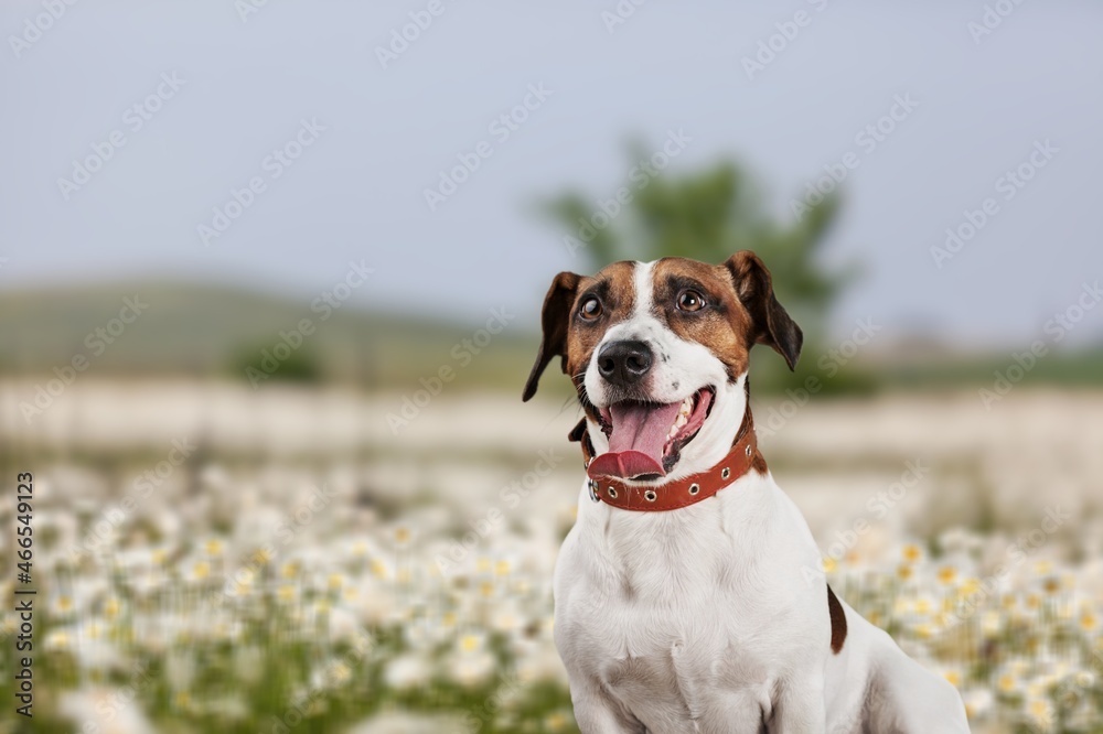 Cute domestic dog runs in the beautiful fields.