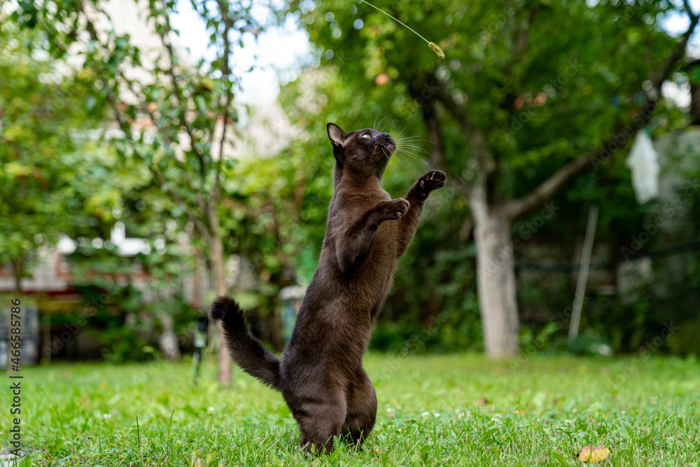 外面有一只可爱的猫。一只棕色的猫在绿草上狩猎的肖像。猫在一些地方快速跳跃