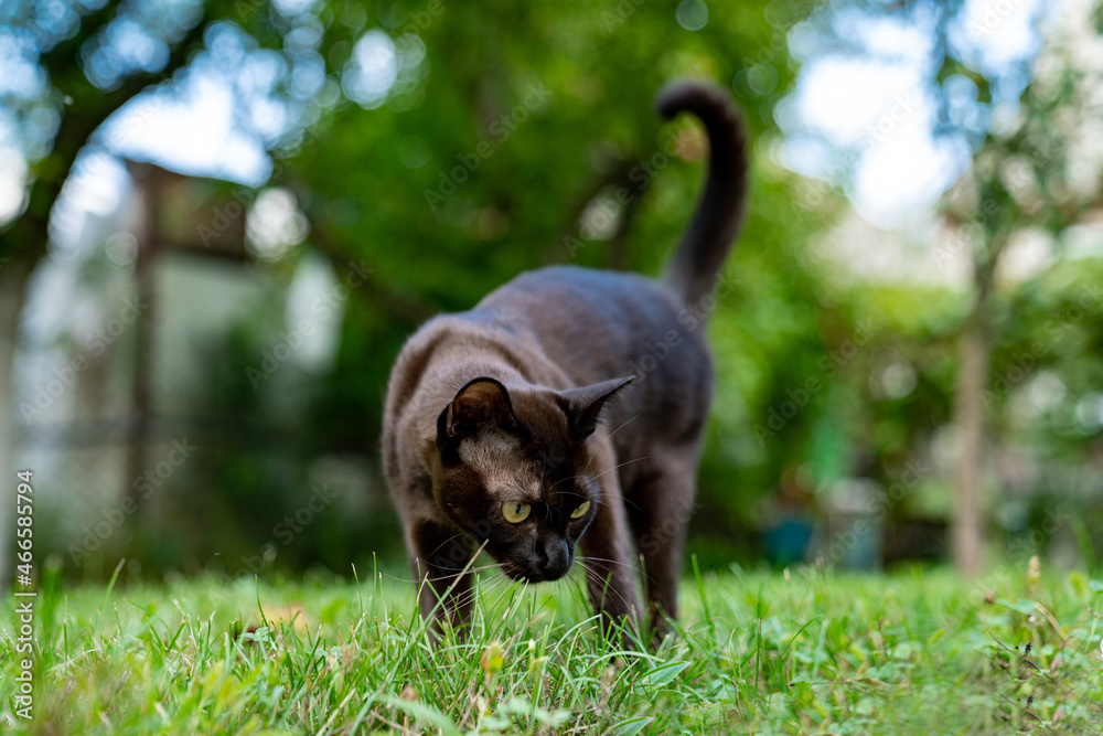 棕色缅甸小猫看着草地，准备抓人。漂亮的家畜