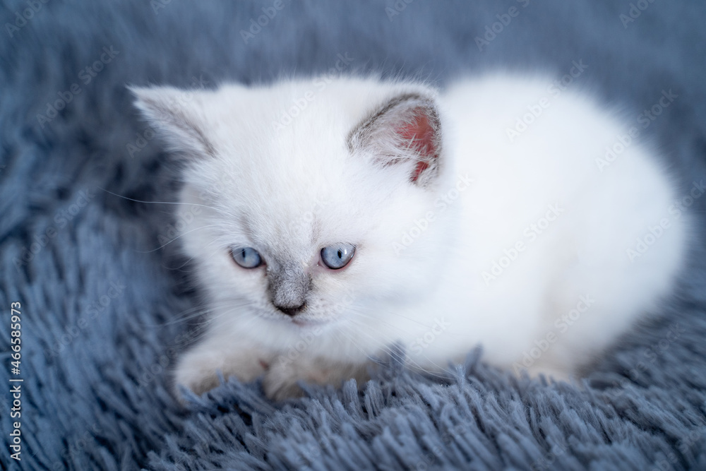 Little shorthair cat laying on blue furry blanket and resting. Kitten concept. Domestic animals. Ful