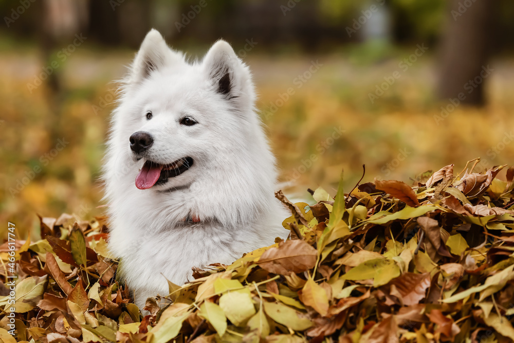 秋天落叶中的白色萨摩耶犬