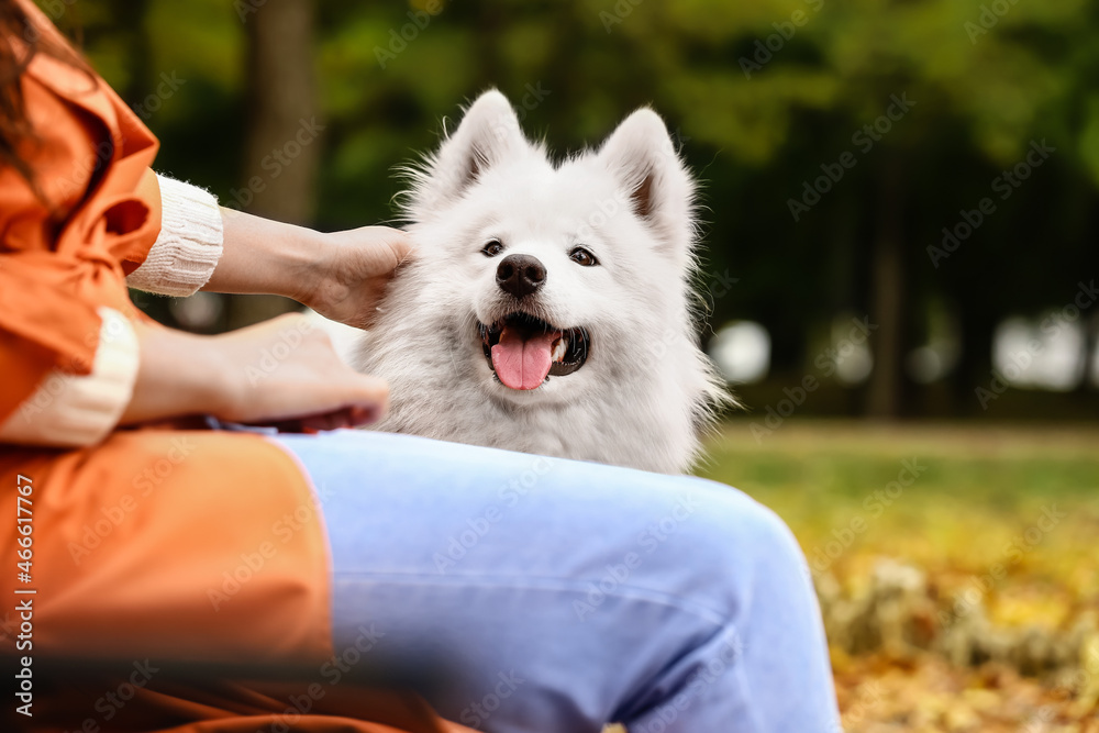 带着可爱的萨摩耶犬坐在秋季公园长椅上的女人