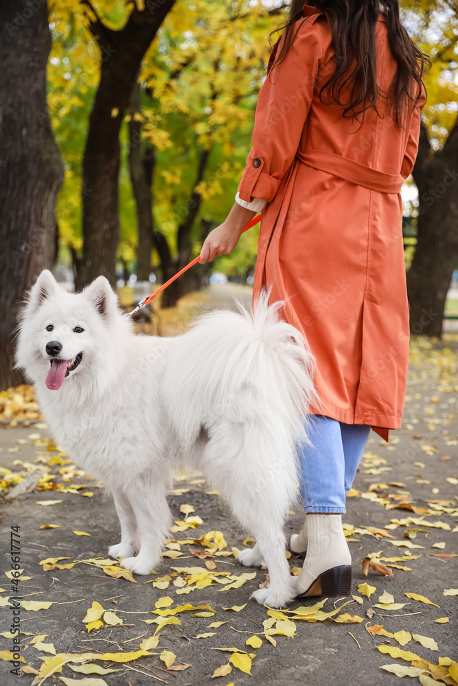 年轻女子与白色萨摩耶犬在秋季公园散步