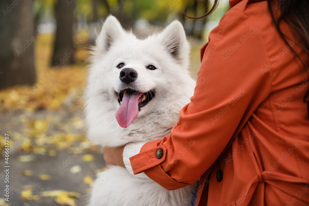 白色萨摩耶犬与主人在秋季公园合影