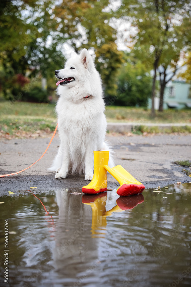 可爱的白色萨摩耶犬靠近秋葵靴和户外水坑