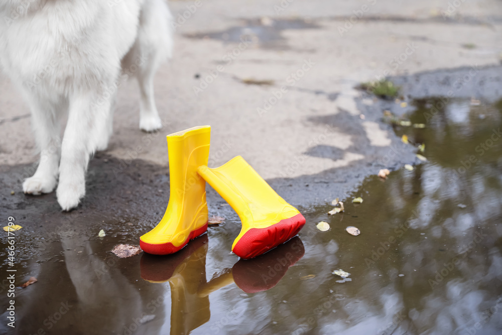 萨摩耶犬靠近口香糖靴和户外水坑