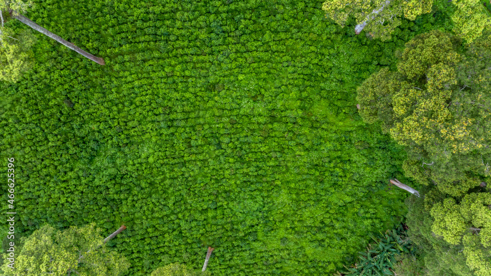 鸟瞰泰国北部山上的绿茶种植园，从弗林拍摄的鸟瞰图