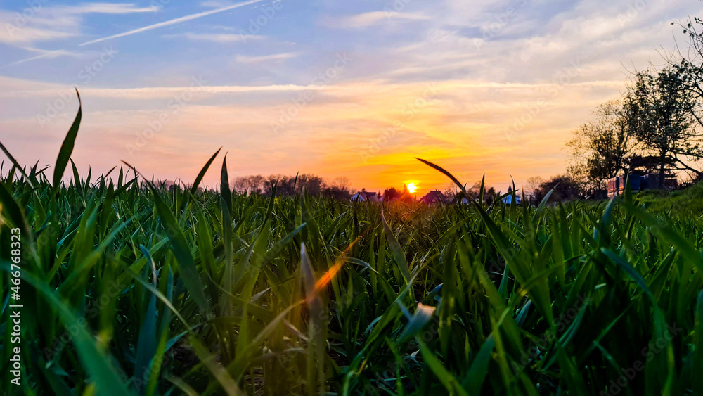 grass and sunset