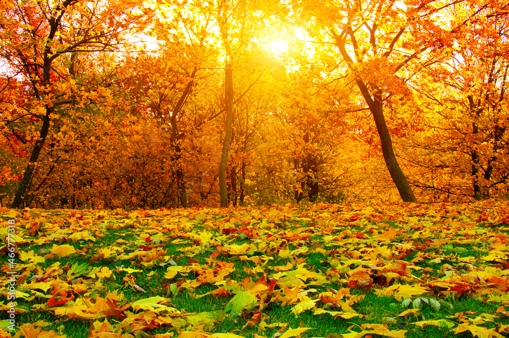 Autumn landscape with the yellow trees and leaves