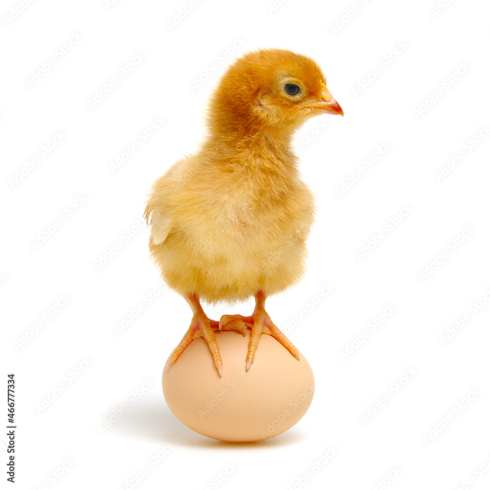 chick and egg isolated on a white