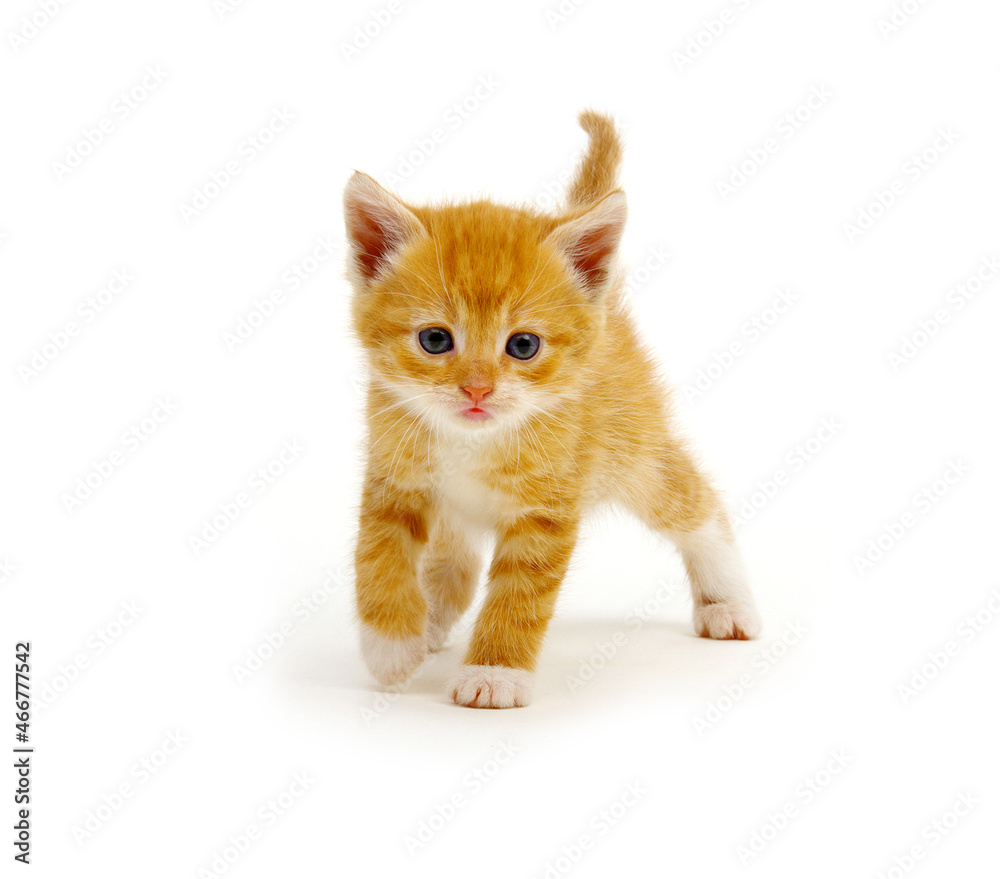 Kitten isolated on a white background.