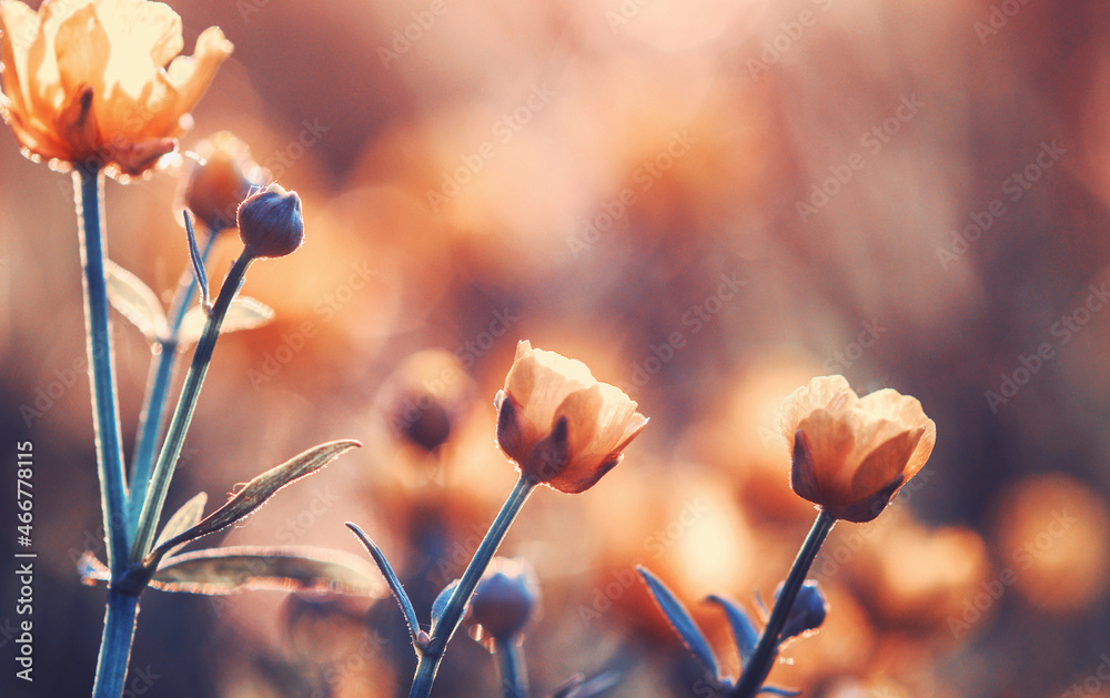 Flowers toned on sun background