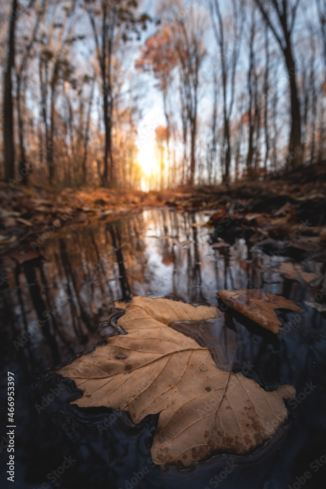 Autumn day. Yellow orange maple leaf floating in lake. Vibrant color of fall season of nature. Calm 