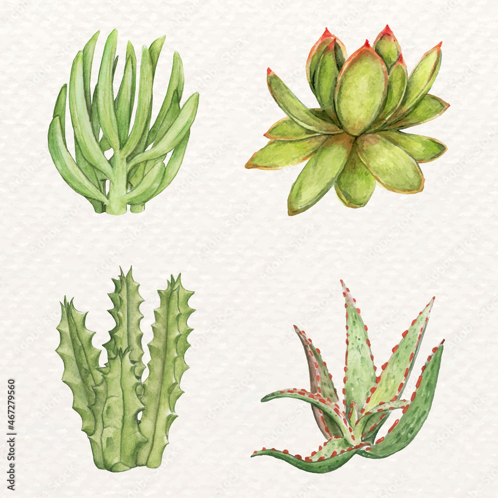 Succulent and aloe plant vector set