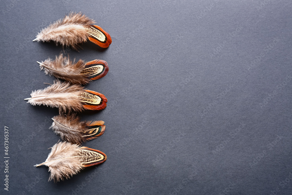 Beautiful pheasant feathers on black background