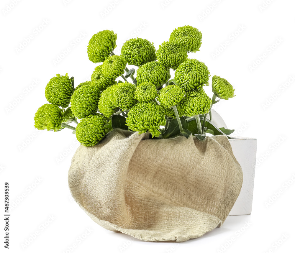 Basket with green chrysanthemum flowers on white background