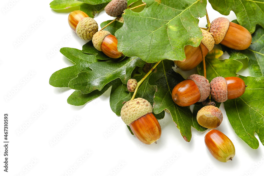 Branch with green oak tree leaves and acorns on white background, closeup