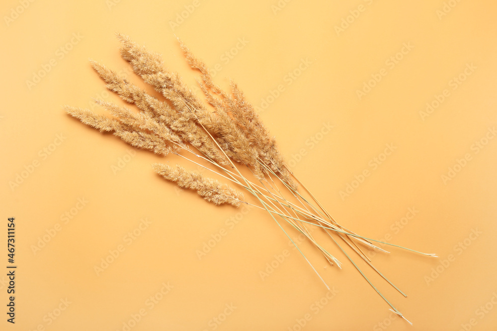 Beautiful dried pampas grass on color background