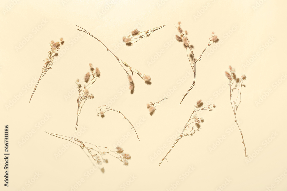 Dried plant flowers on color background