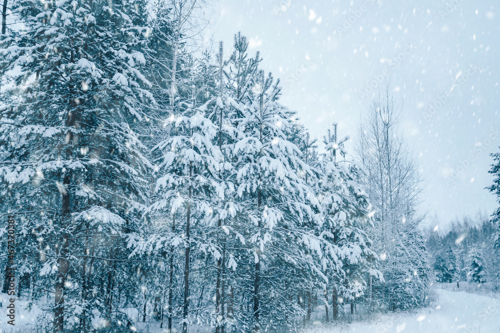 雪覆盖森林中冷杉树的冬季景观