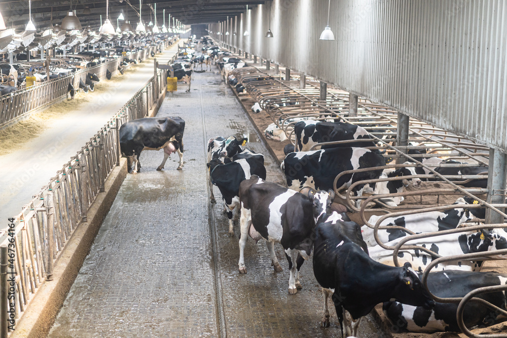 Cows in the dairy farm