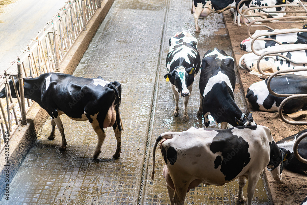 Cows in the dairy farm