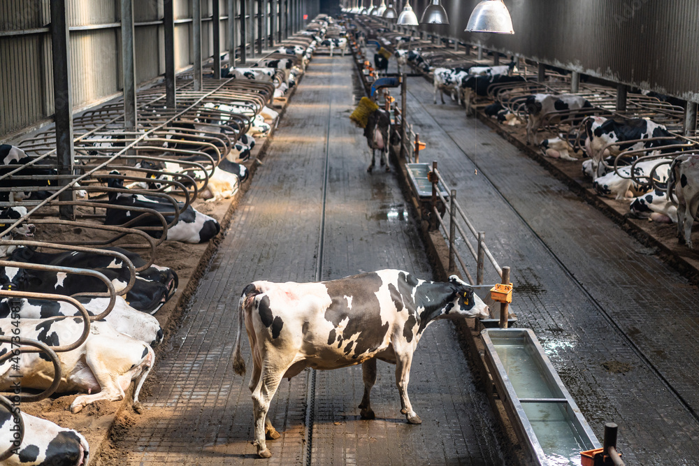 Cows in the dairy farm