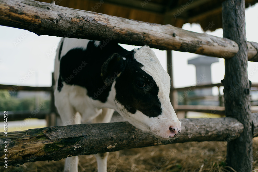 Cows in the dairy farm