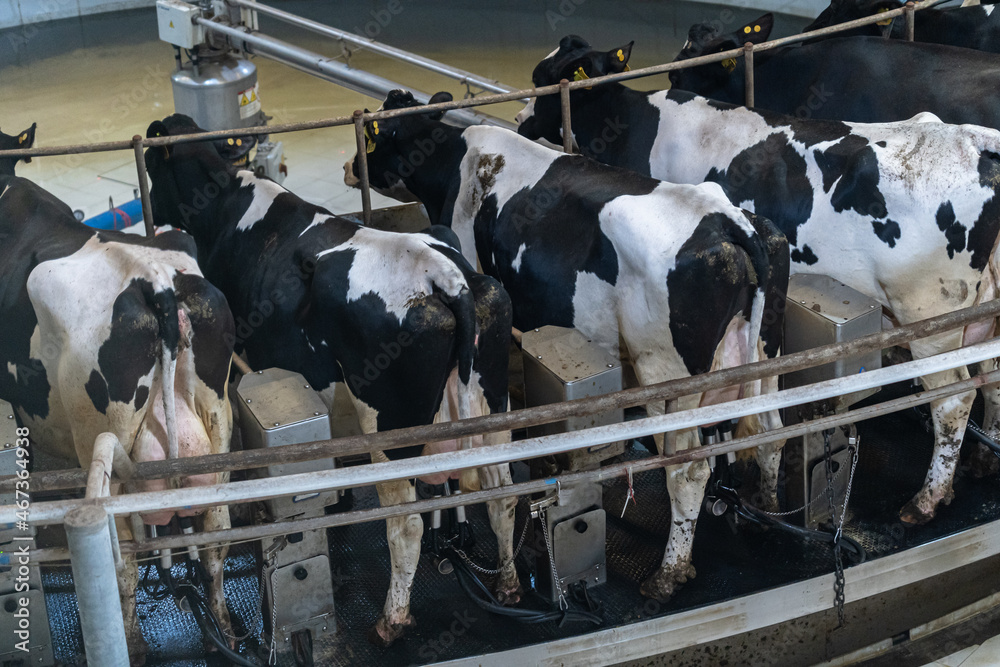 Cows in the dairy farm