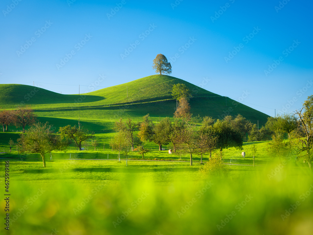 山顶上的树。日落前的风景。动物的田野和牧场。农业用地