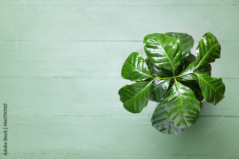 Beautiful coffee tree on color wooden background