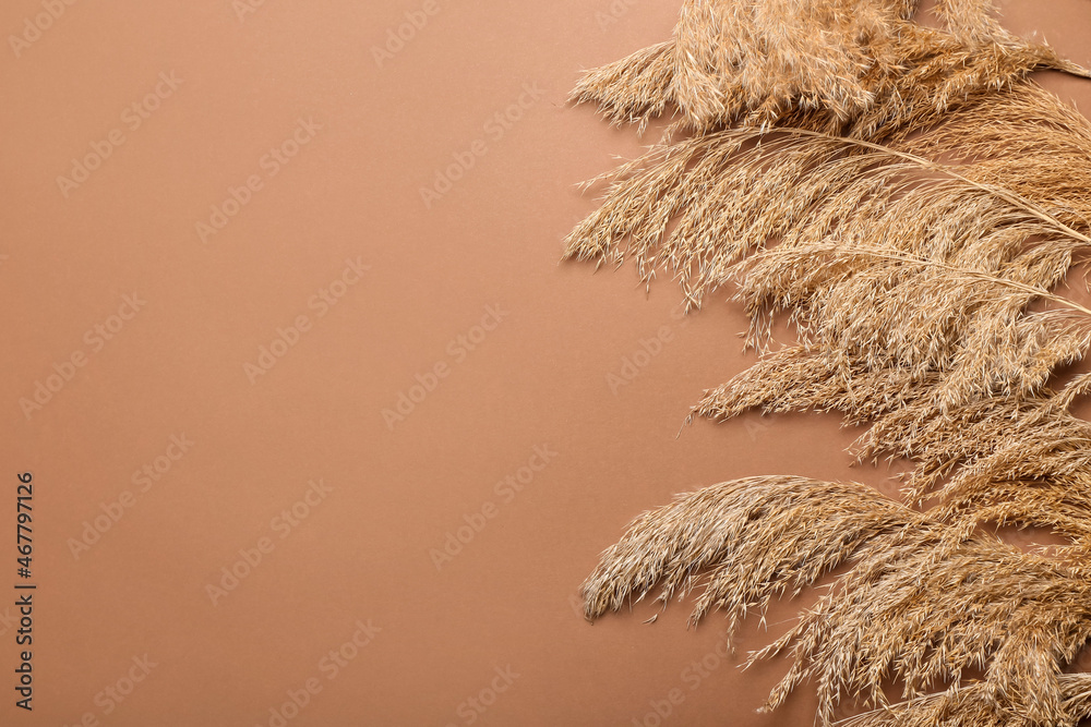 Dry common reeds on color background