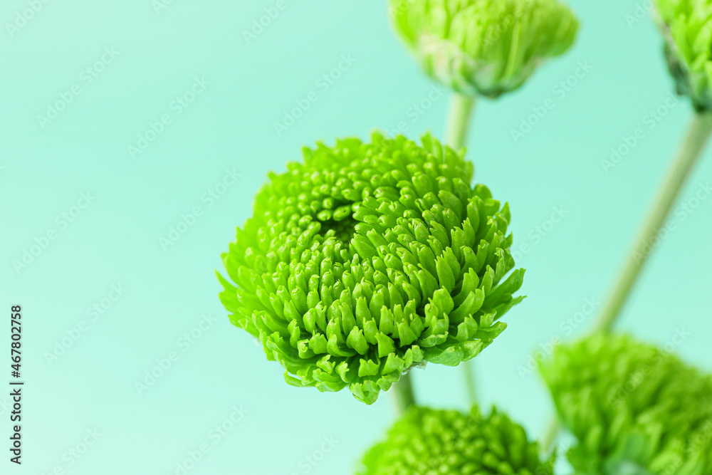 Beautiful green chrysanthemum on color background, closeup