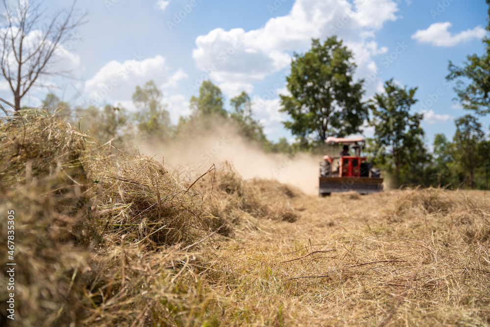 Selective focus grass, Tractor with mower the pangola grass at a commercial turf growing farm. Agric