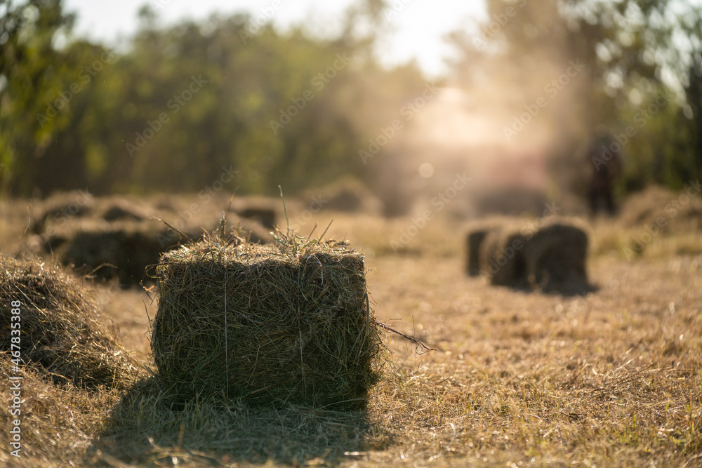 Close up of grass. Animal feed. compressed hay in the field. agriculture.