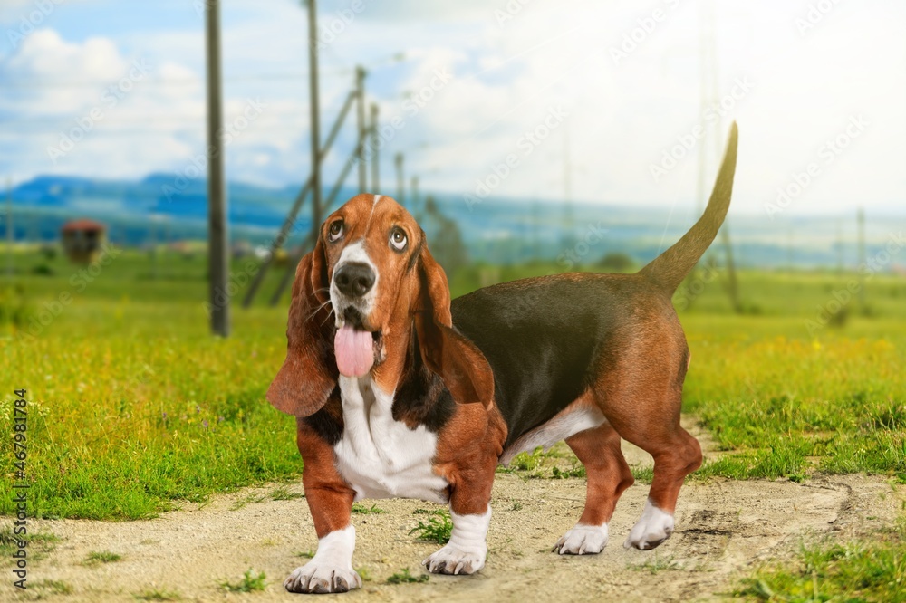 Happy dog running outdoors. Active dog pet enjoying summer walk