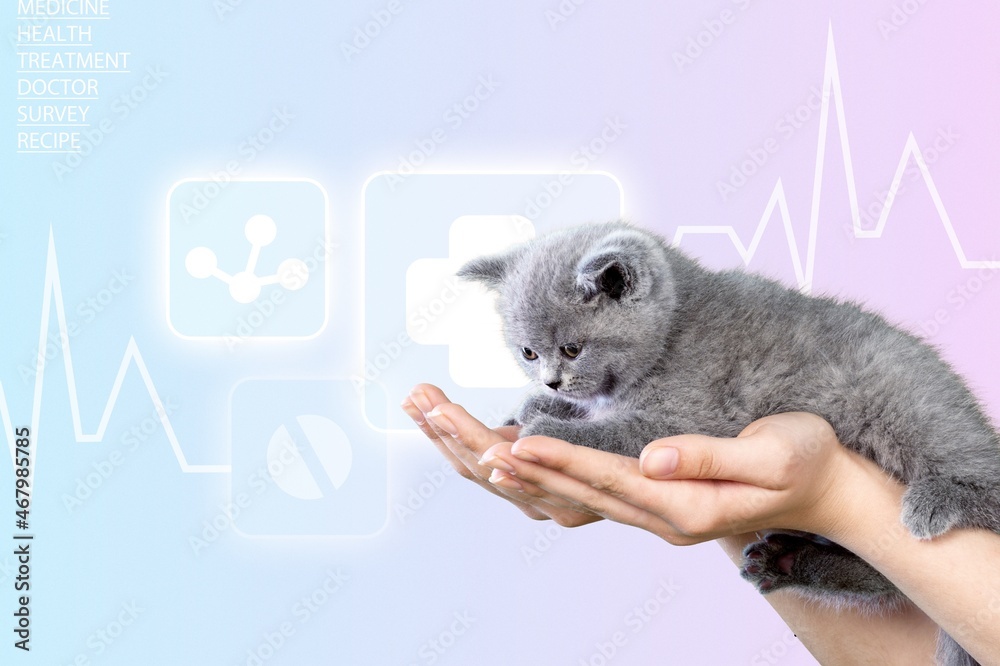 Kitten vet examining. Domestic cat in doctor hands