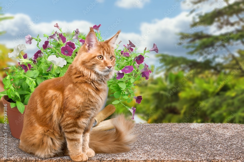 A cute cat and colored flowers in the village garden