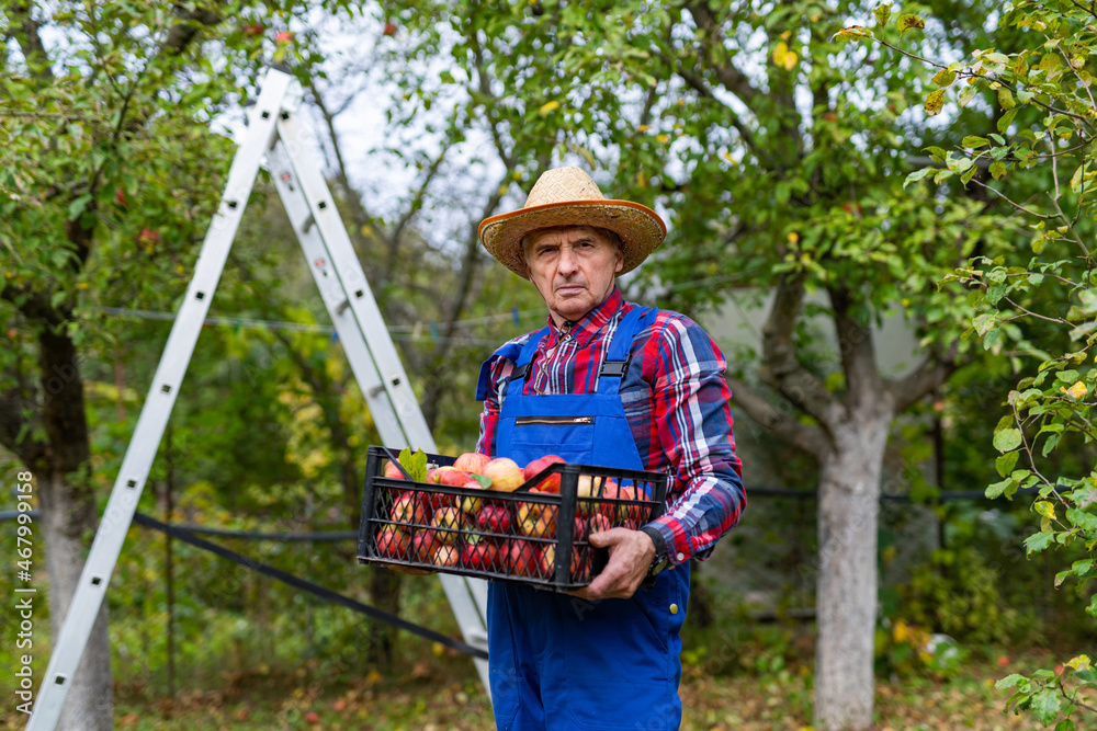 Autumn apples harvesting in the orchard. Red ripe apples in basket holding by farmer.