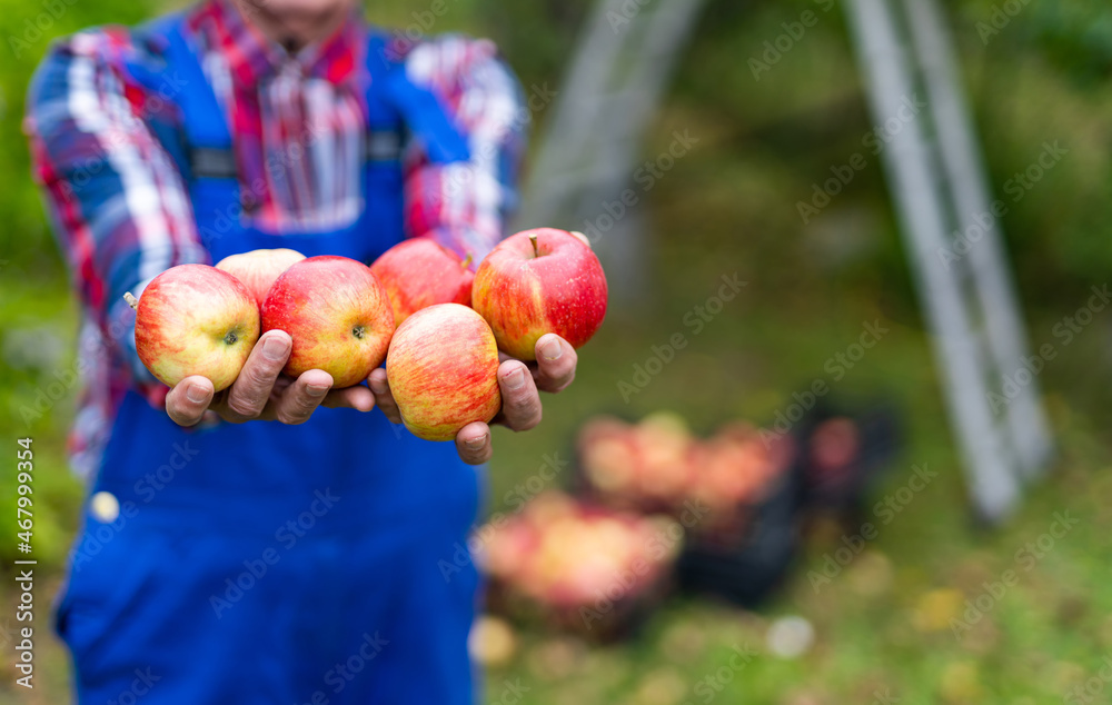 Farmer holding fresh ripe apples. Professional farmer holding in hands red ripe apples.