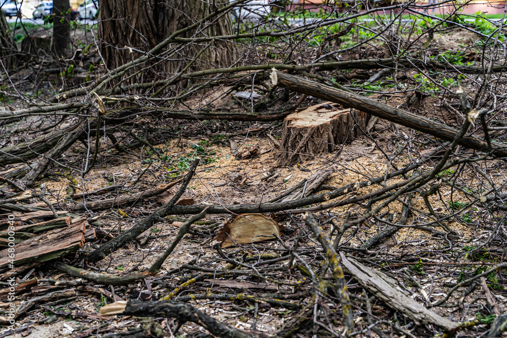 Outdoor damaged unprooted tree laying on the ground. Destroyed tree branches on the ground.