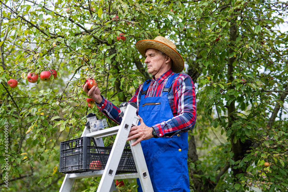 Outdoor countryside fruit gardening. Farmer in unform and hat standing in apple orchard.