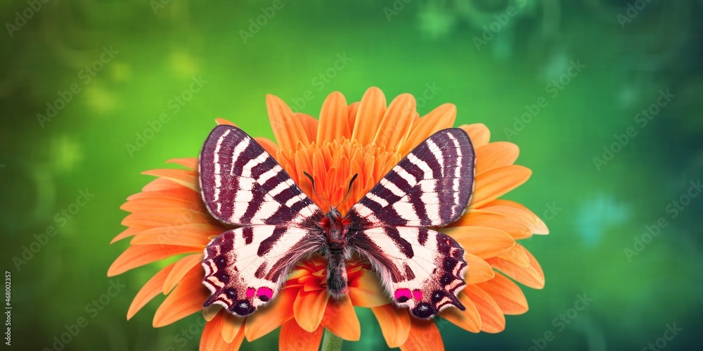 A beautiful wild butterfly drinks nectar while sitting on the petals of a flower