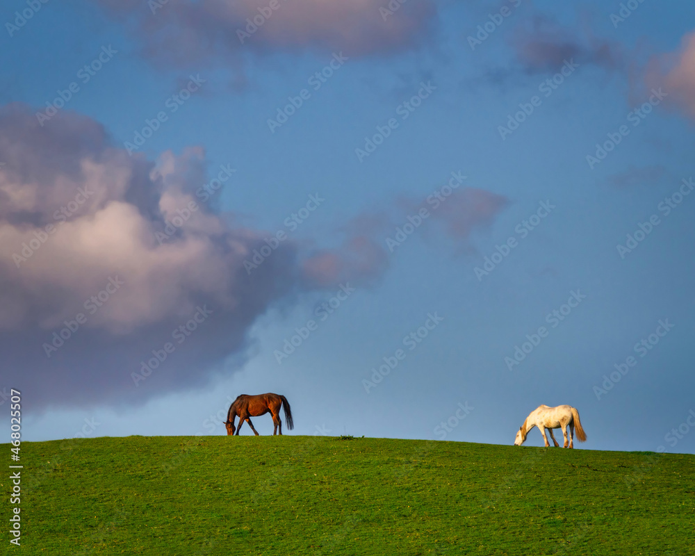 Beautiful landscape with two horses on the hill, Ireland