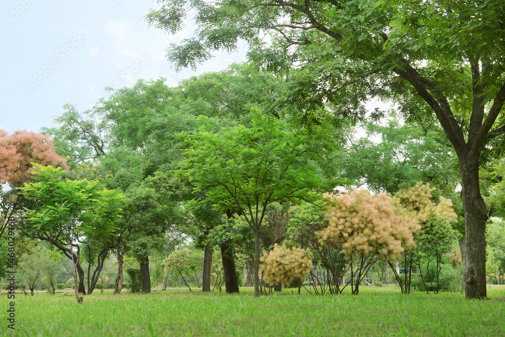 Panorama of beautiful city park